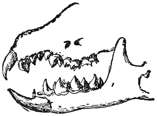Jaws and Teeth of a Shrew-mouse