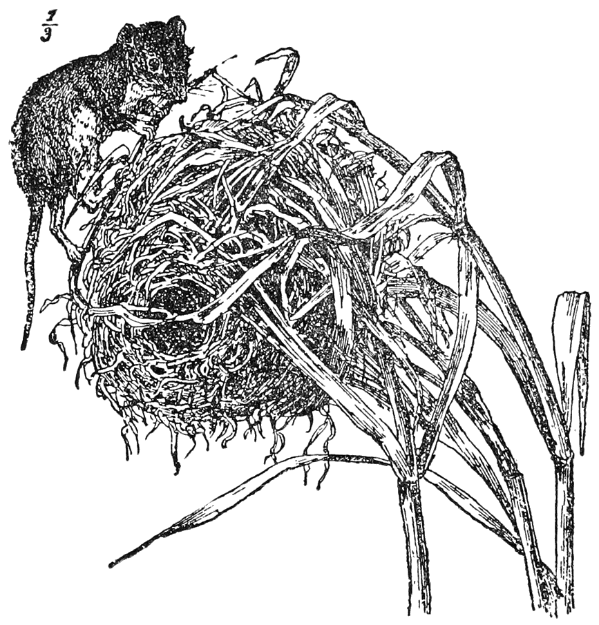 Harvest Mouse and Nest