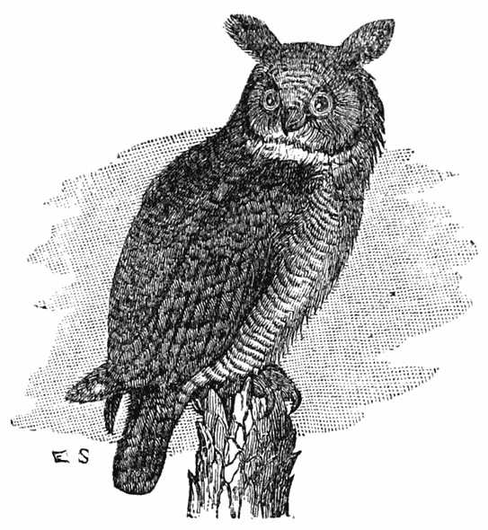 Virginia Horned Owl