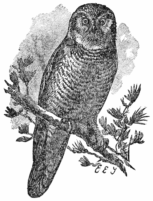 Hawk-owl or Kestrel