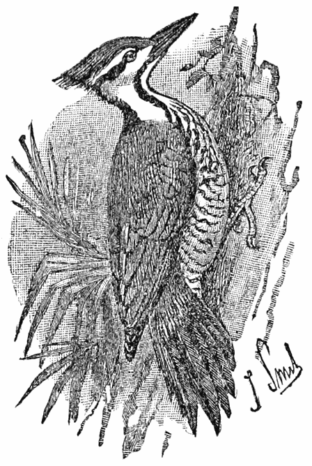 Three-toed Woodpecker of Java