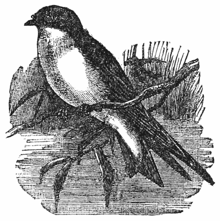 White-bellied Swallow