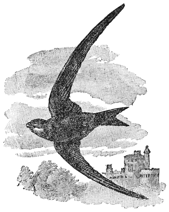 European Swift