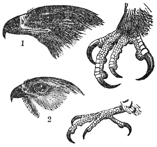 Beaks and Claws of Birds of Prey