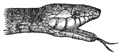 Head of Snake, showing Forked Tongue