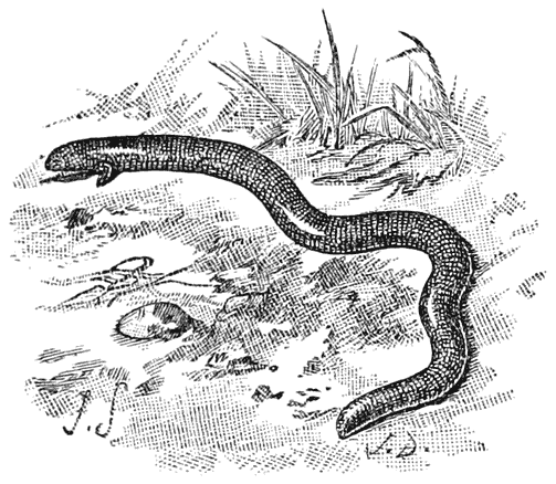 Serpentiform Lizard