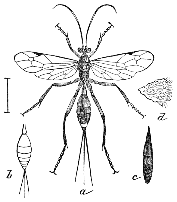 Ichneumon Fly