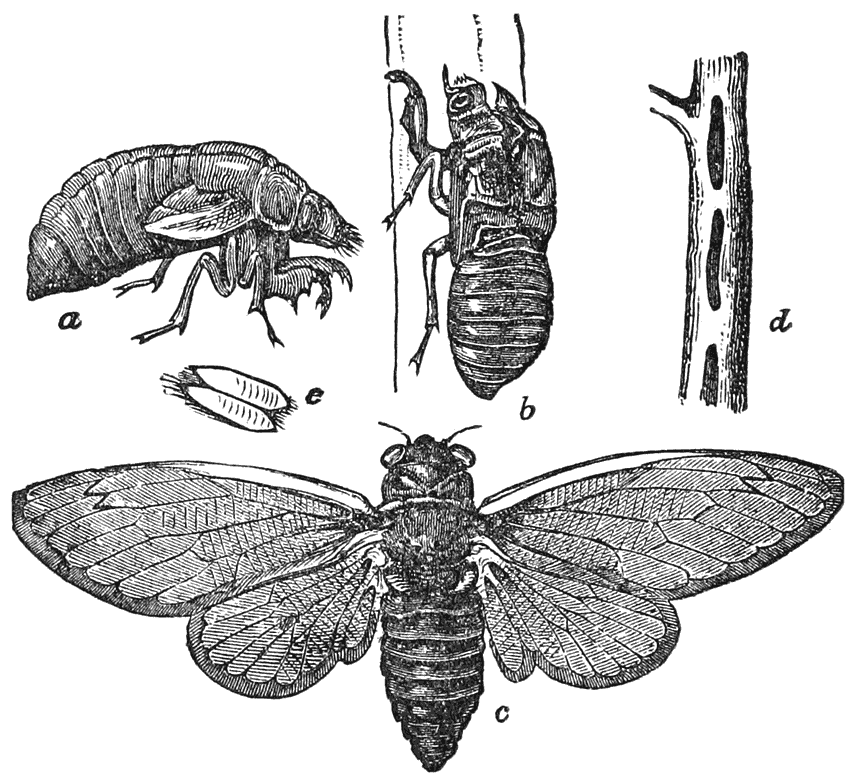 Periodical Cicada