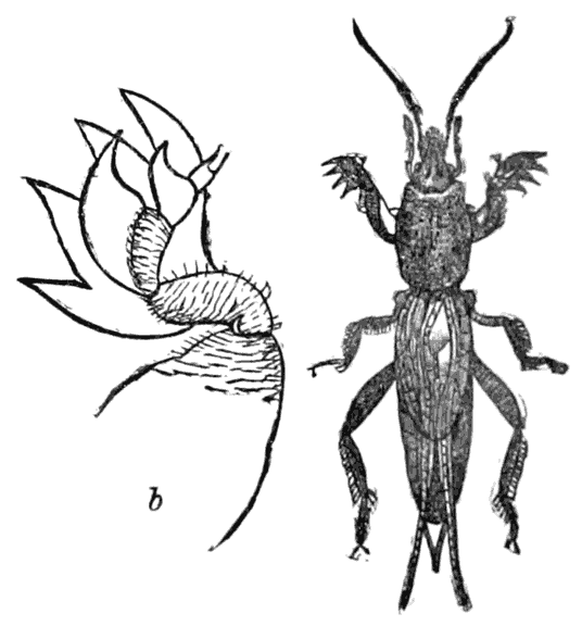 Mole-cricket
