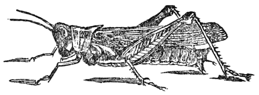 Red-legged Grasshopper (female)