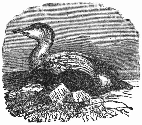 Eider-duck