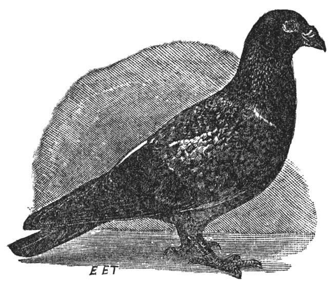 Domestic Pigeon
