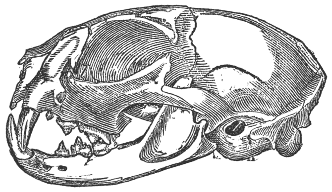 Cat’s Scull Showing Teeth