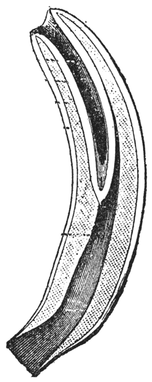 Longitudinal Section of a Horse’s Incisor