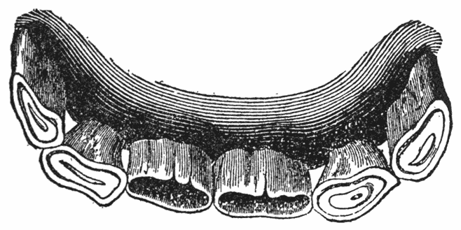 Teeth of a Four-Year-Old Horse