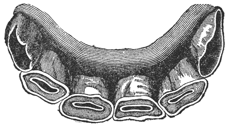 Teeth of a Six-Year-Old Horse