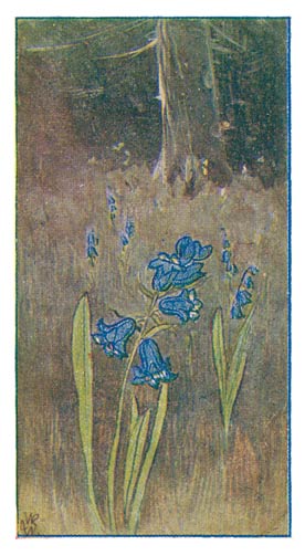 Wilde Hyacinthen.