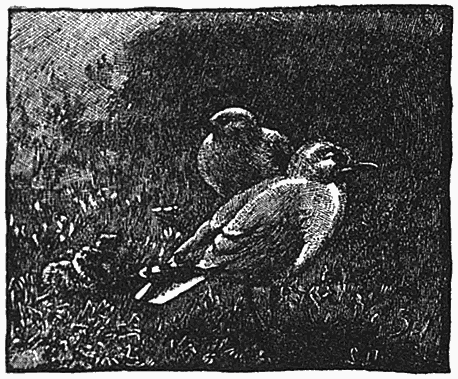 Common Gull, or Mew-gull