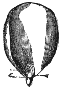 Embryo of Almond Tree