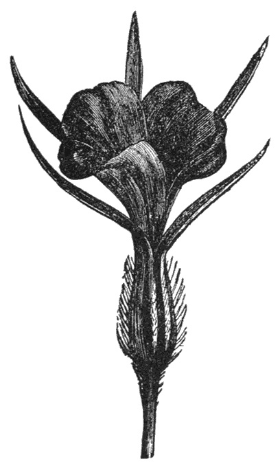 Fennel Flower