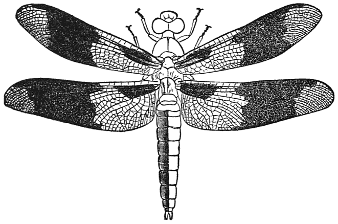 A Common Dragon-fly, Natural Size
