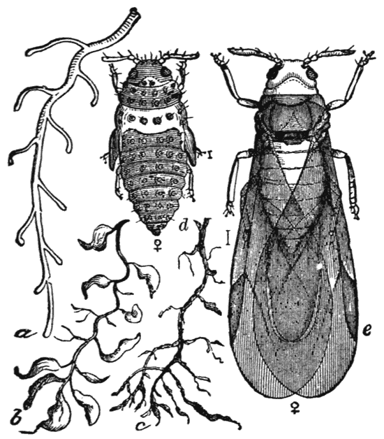 Vine-pest (Phylloxera Vastatrix)