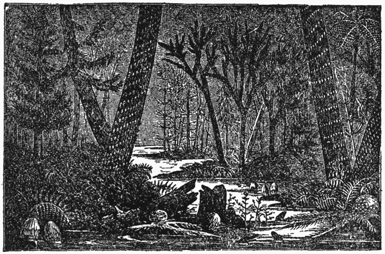 Imaginary View of a Forest of the Coal Epoch