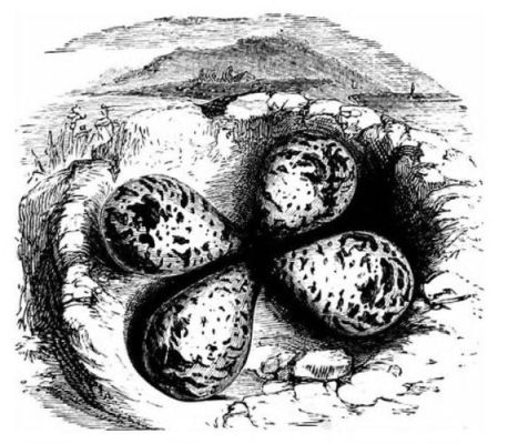 four eggs in a nest