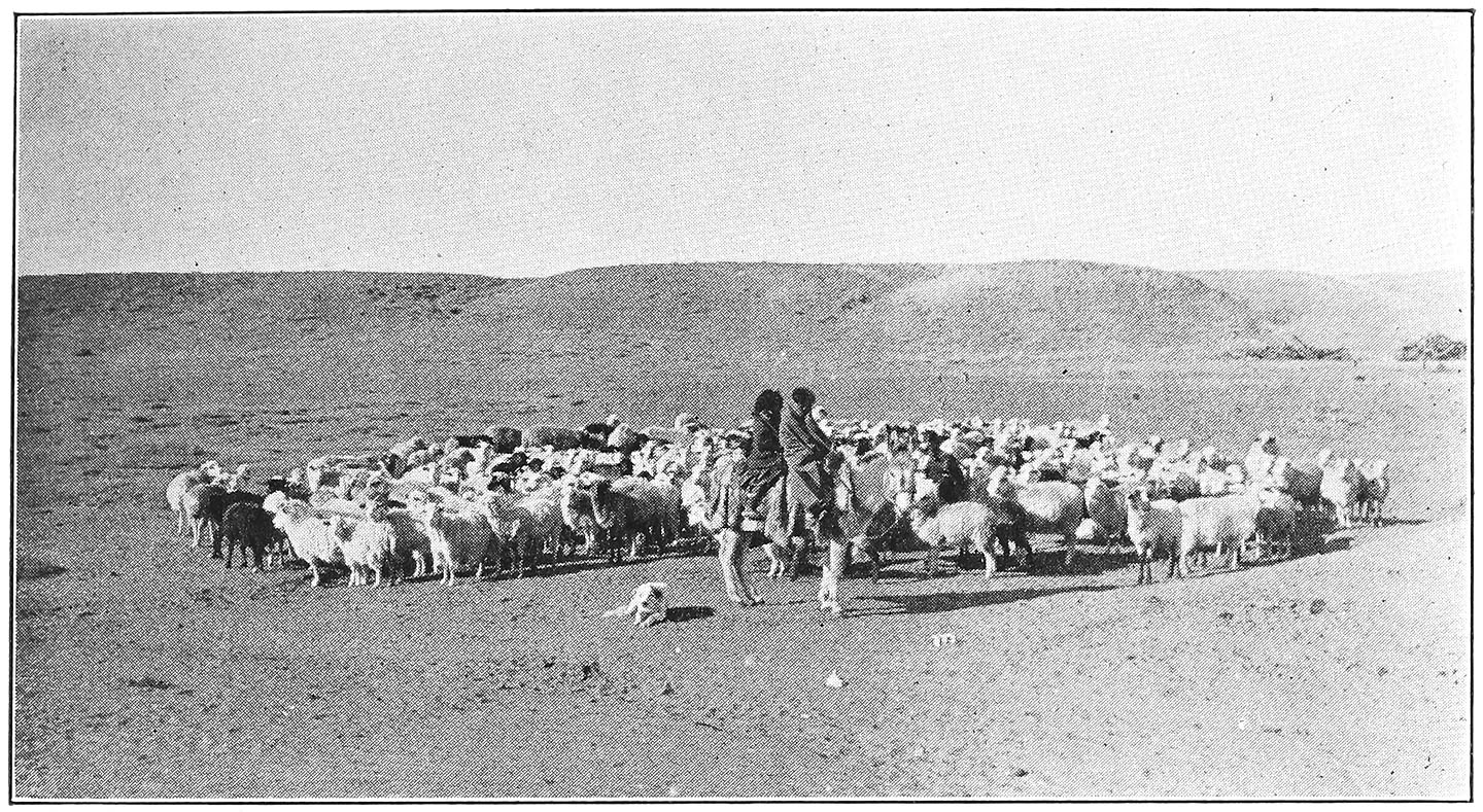 A NAVAJO FLOCK AND ITS SHEPHERDS