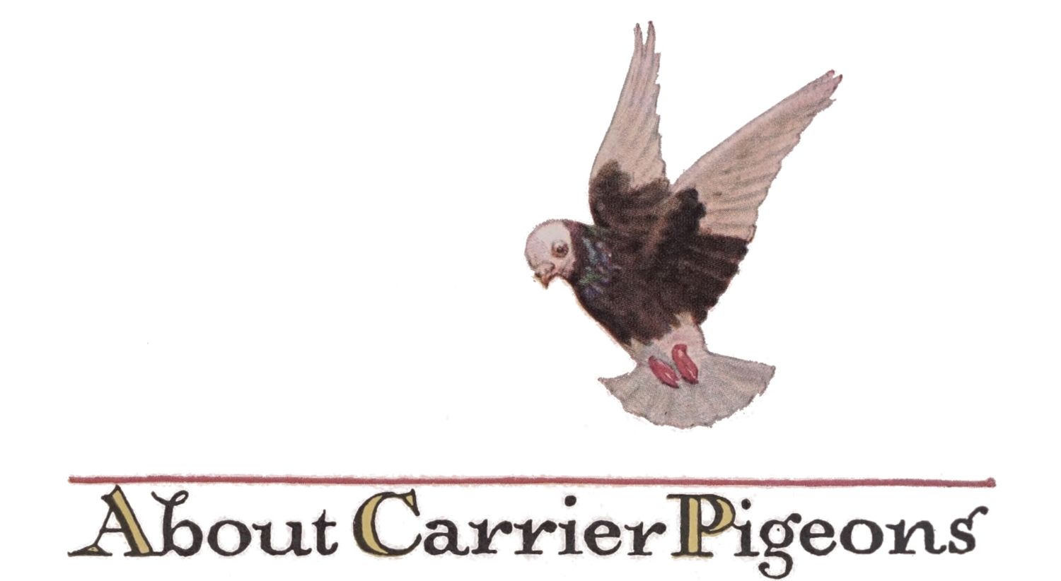 About Carrier Pigeons