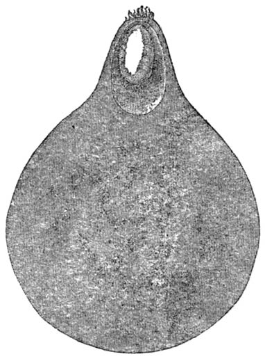 Fig. 1.—Section of the Sacred Beetle’s pill, showing the egg and the hatching-chamber.