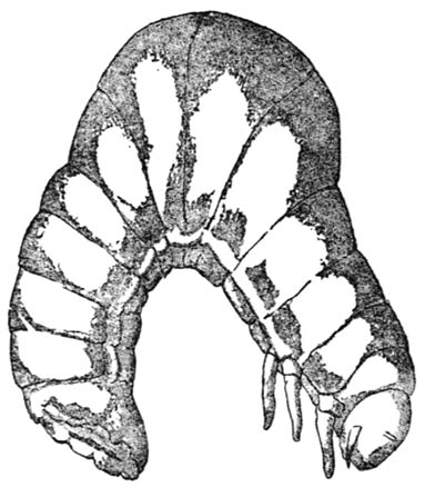 Fig. 3.—Grub of the Sacred Beetle.
