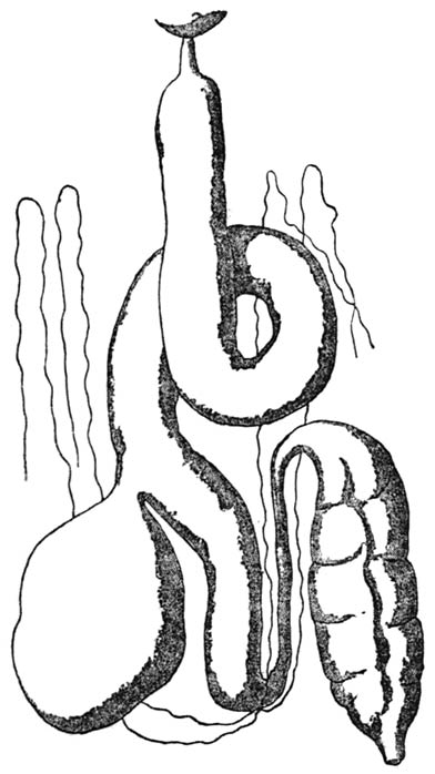 Fig. 4.—Digestive apparatus of the Sacred Beetle.