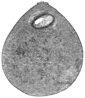 Fig. 7.—The Spanish Copris’s pill: section showing the hatching-chamber and the egg.
