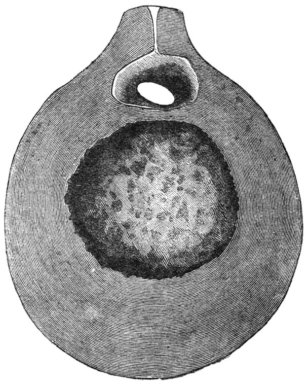 Fig. 10.—Work of Phanæus Milo: the largest of the gourds observed (natural size).