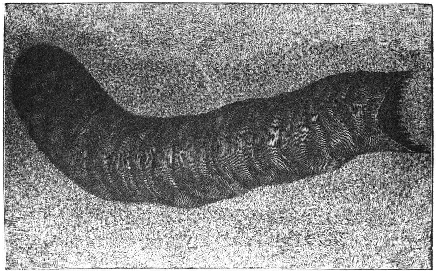 Fig. 11.—The Stercoraceous Geotrupe’s sausage.