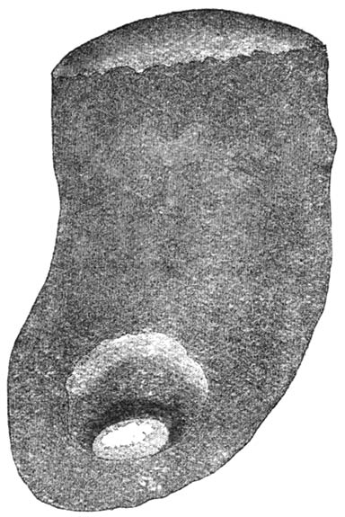 Fig. 12.—Section of the Stercoraceous Geotrupe’s sausage at its lower end, showing the egg and the hatching-chamber.