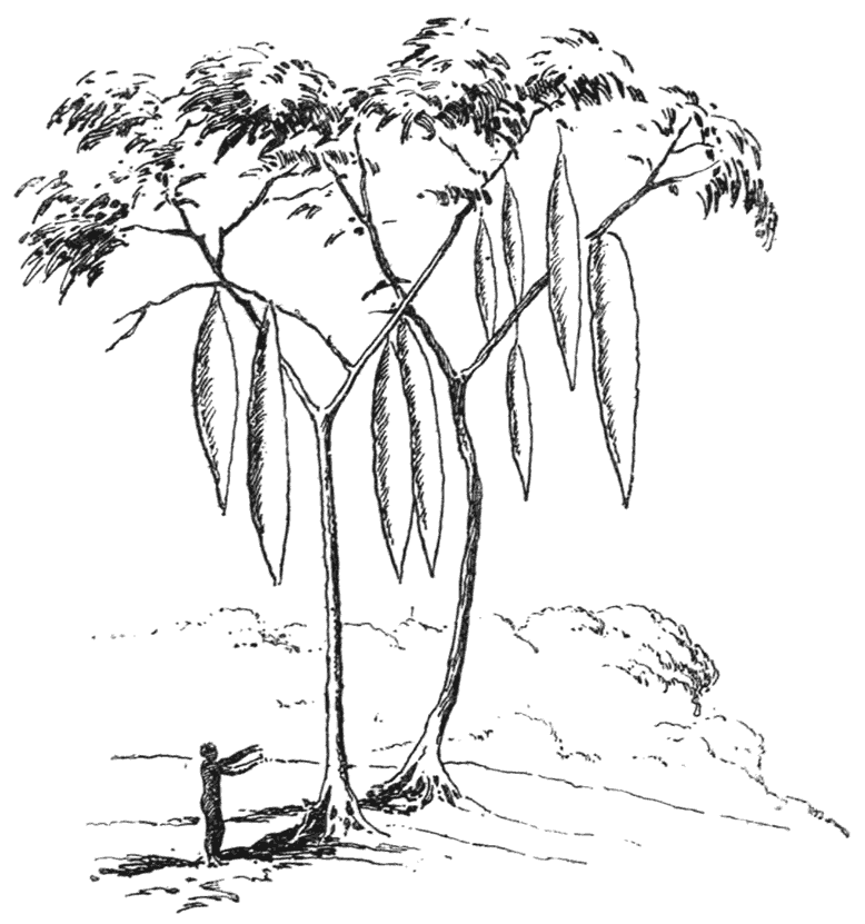 LARDER TREE