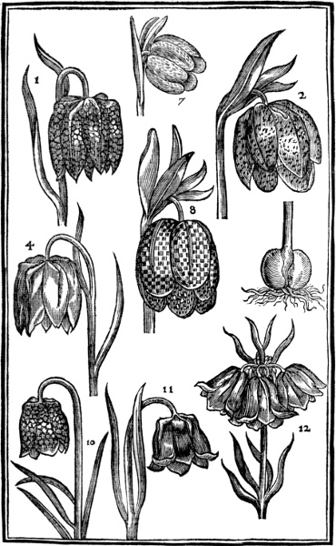 Page 41: Fritillaria.