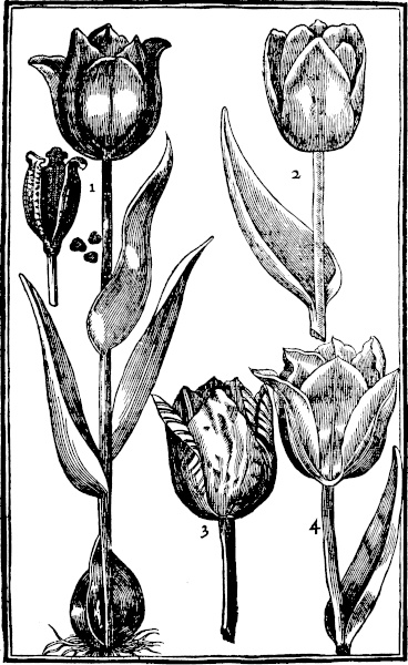 Page 47: Tulipa.