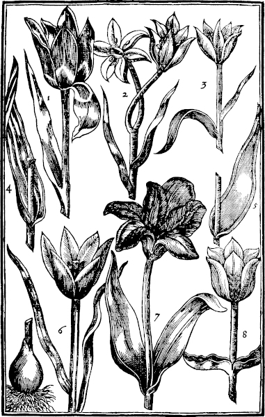 Page 53: Tulipa.