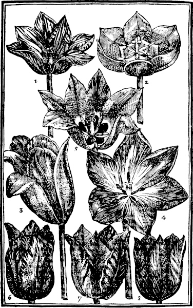Page 57: Tulipa.