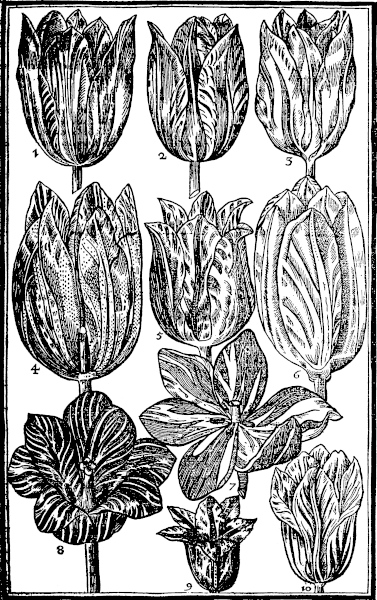 Page 59: Tulipa.