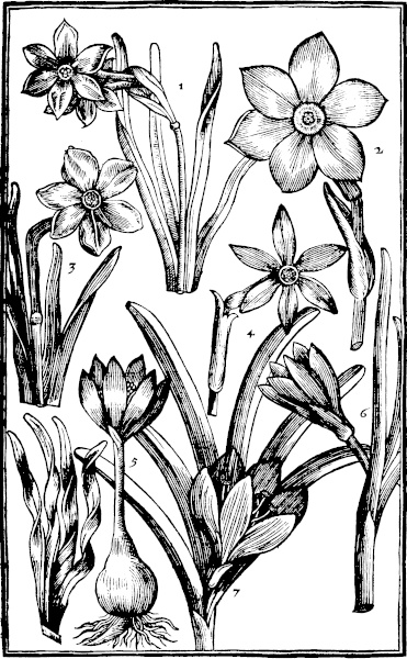 Page 75: Daffodill.