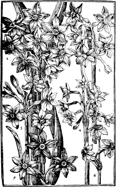 Page 81: Daffodill.