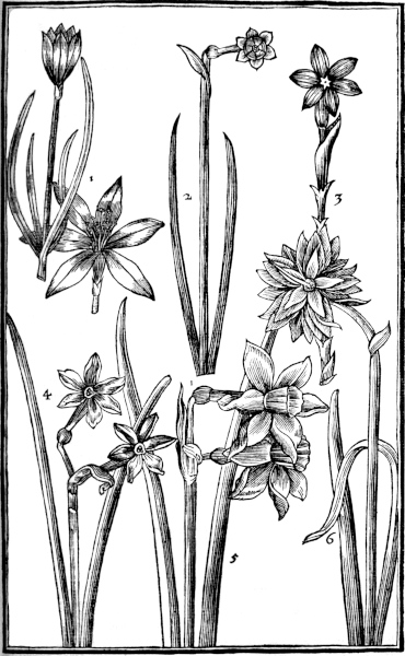 Page 89: Daffodil.