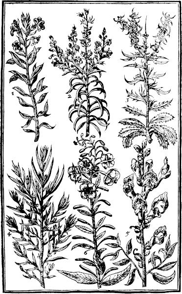 Page 267: Flaxe, Snapdragon, Willowe flower.