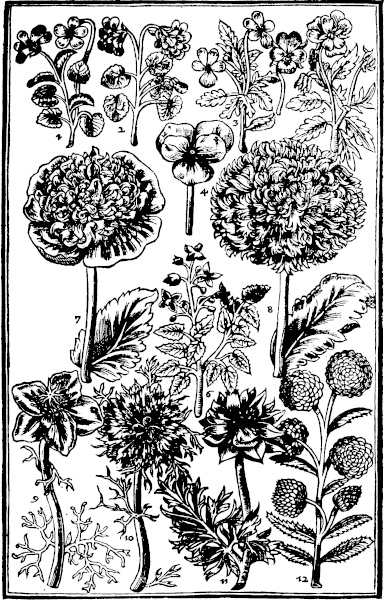 Page 285:  Violets; Pansies; Poppies; Nigella, Pelletory.