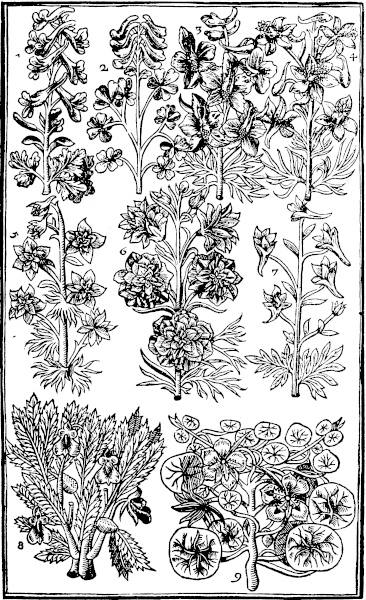 Page 297:  Marigolds, Flower of the Sunne; Mouse-eare; Vipers grasse; Goates beard.