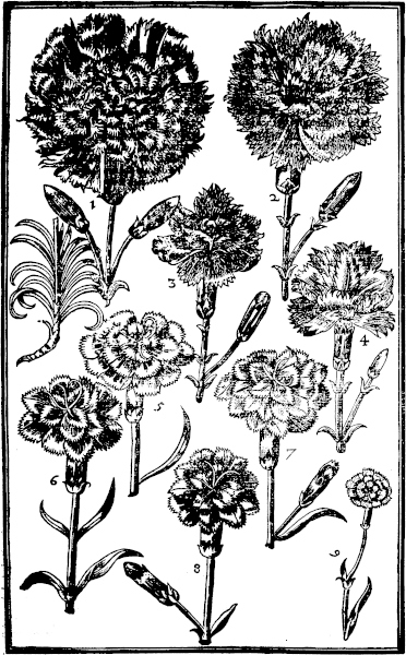 Page 307:Carnations and Gilloflowers.